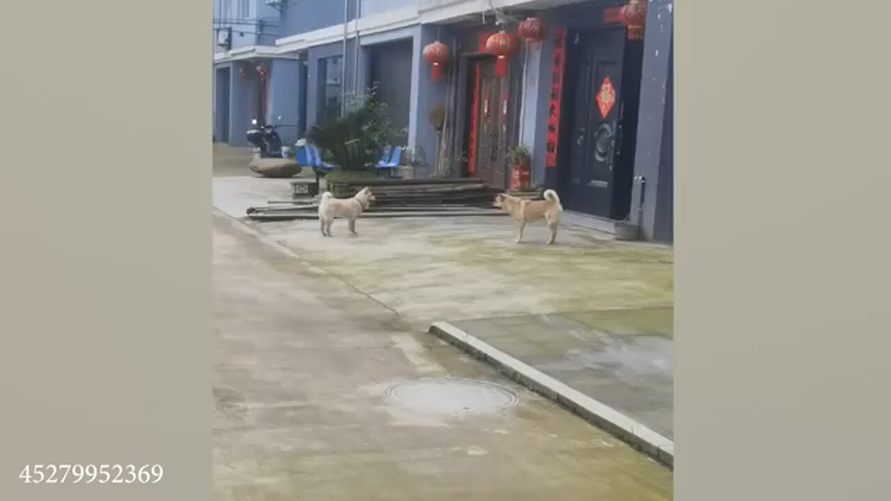cute animals