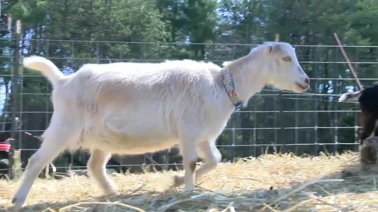 Farm in Colden offers unique way to relieve stress and anxiety