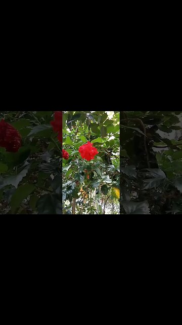 Beautiful trees and flowers- awesome nature #beautiful #nature