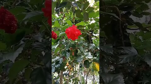 Beautiful trees and flowers- awesome nature #beautiful #nature