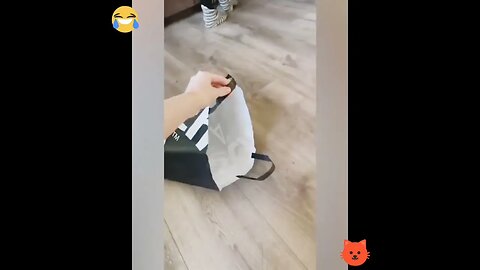 Cat Attack His Owner #cats #shorts #youtubeshorts #viral