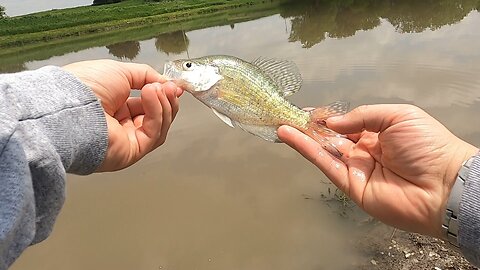 Insane crappie fishing hole non stop action