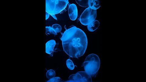 BEAUTIFUL UNDERWATER LIFE IN THE OCEAN🌊Very Beautiful Music for Relaxation and Sleep