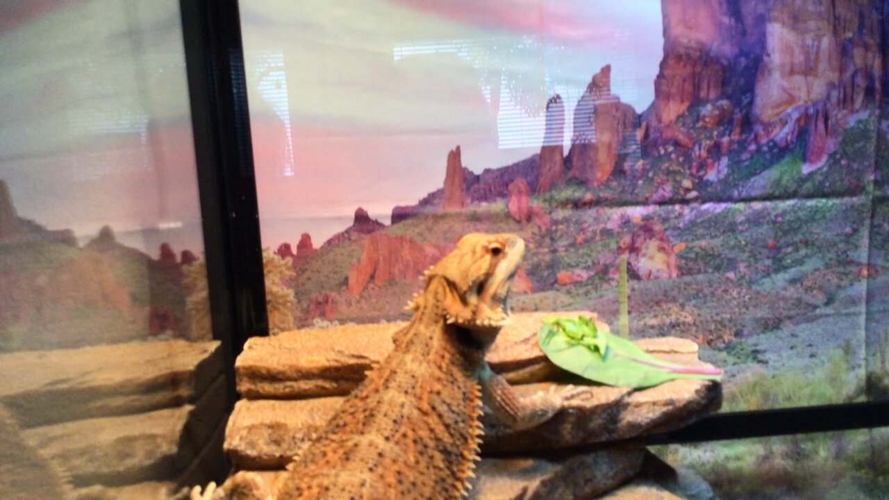a hat for a dragon