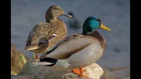 Duck 🦆 with relaxing 😌 time