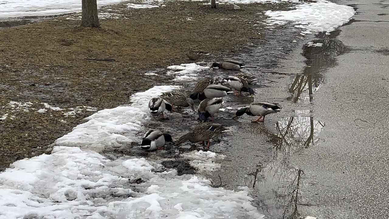 Teal ducks sucking earth