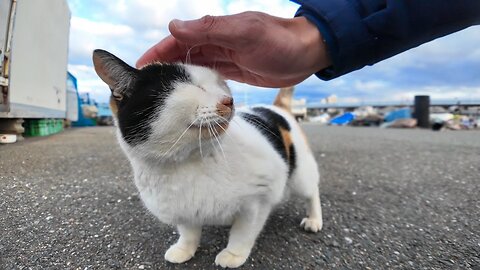 The heart-shaped calico cat at the fishing port is always coming over and is so cute.