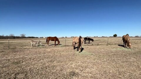 Feeding Horses After The Near Miss Of Tornado - Grain IS NOT Food - Horses Need Hay & Grass