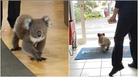 Koala passeggia tranquillo in farmacia