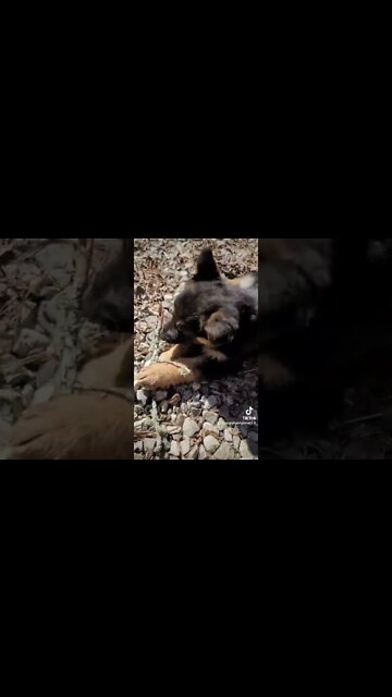 Every Day, Another Shenanigan 🤣 #shorts