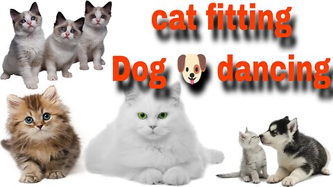 Animal funny video || 🐱 cat & Dog 🐶 Fitting || Cat-Dog