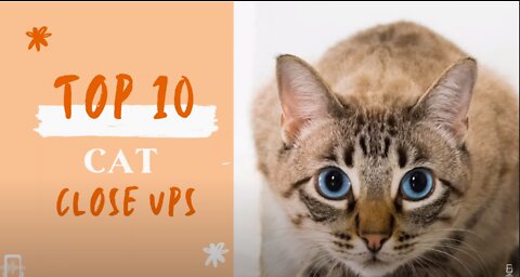 Top 10 Cat Close Up Videos in 2022