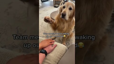 Pep talk with my Holden Retriever