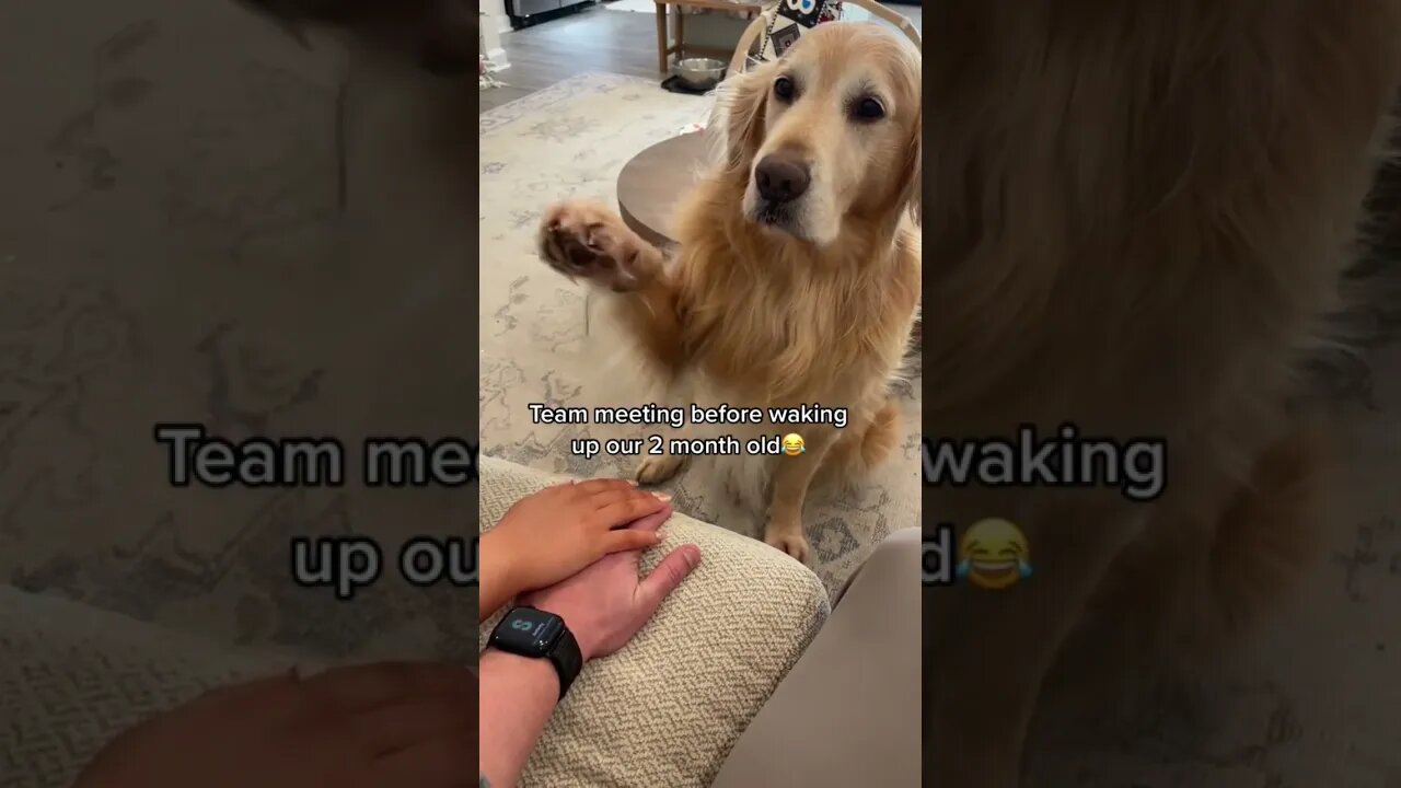 Pep talk with my Holden Retriever