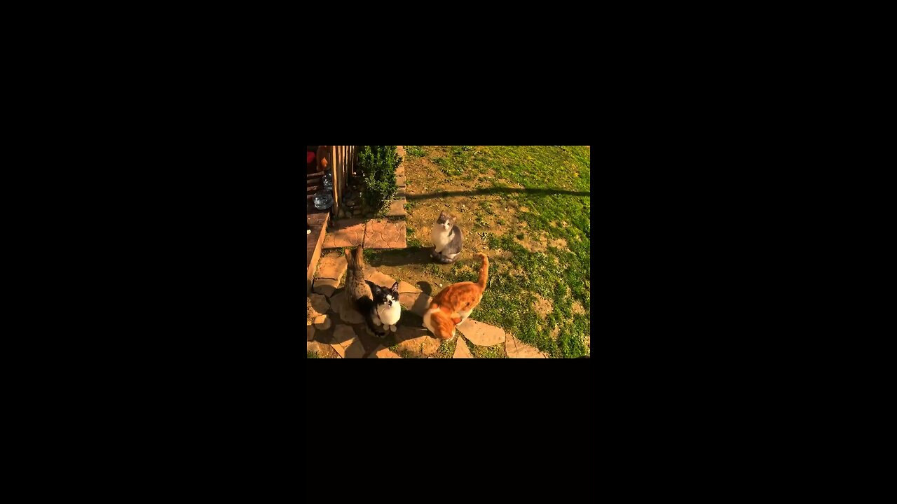 Cute video