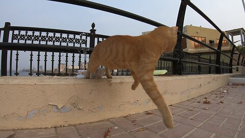 MICHAEL JACKSON & ED SHEERAN - Homeless cats in Ras Al Khaimah, UAE #cat #EdSheeran #MichaelJackson