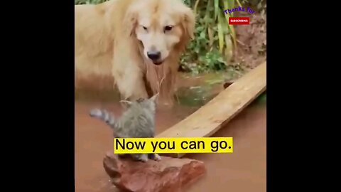 Animals also make the animal help👌 interesting video