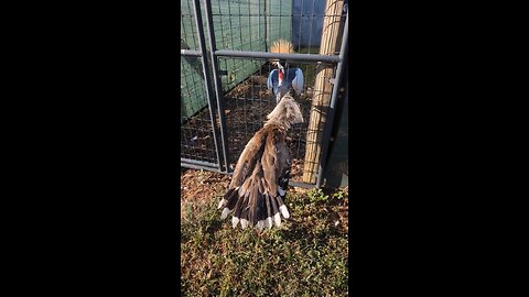 Animal fighting and talking louder 😂🤣