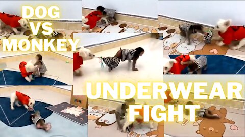 Dog vs Monkey | Monkey wants his underwear | Cute fight between puppy and little monkey