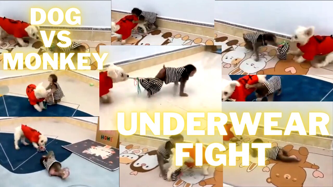 Dog vs Monkey | Monkey wants his underwear | Cute fight between puppy and little monkey