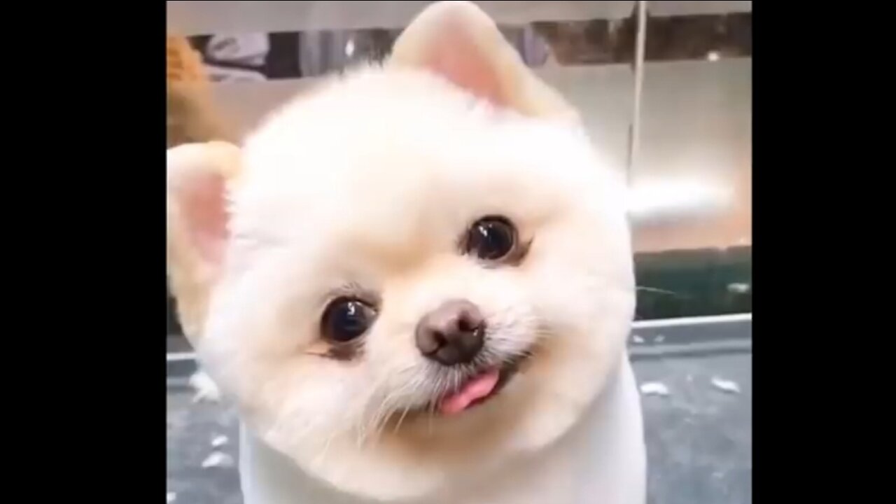 ❤️❤️Cute And Funny Pets Try Not To Laugh To These Pets