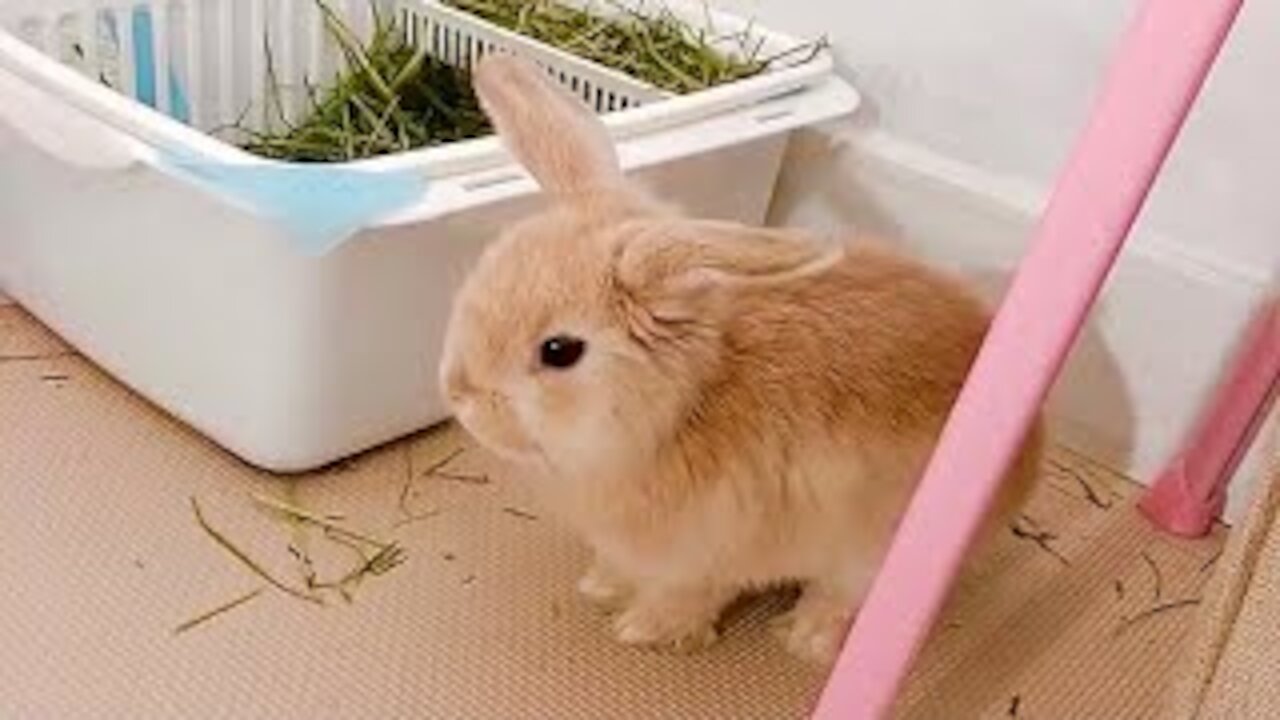 Rabbit Is Seriously Pissed And Stomps For Attention丨Rabbit Thumping Compilation