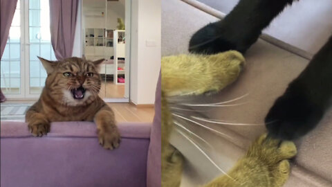 Long live the King! Scar kills Mufasa (Cats Version)