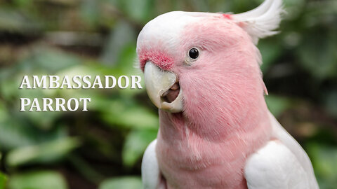Ambassador Parrot
