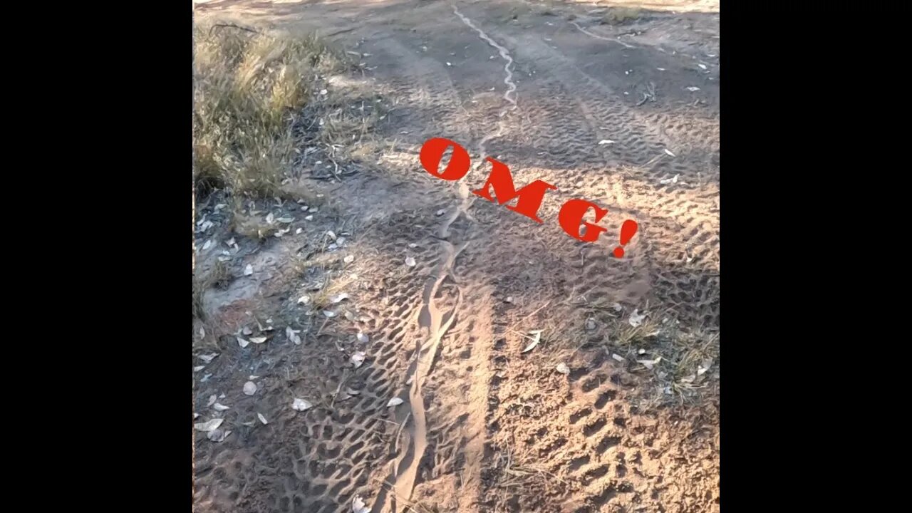 Ride and Chat 4-9-2023 #snakes #wildlifephotography #offgridliving #shedlife #wildlife #farming