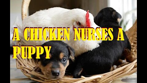 A chicken rolls a small puppy.