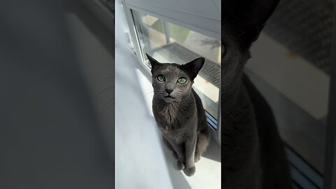 Does Your Cat Let You Do These 3 Things?