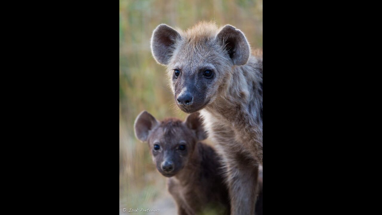 Oct 06, 2017 Sunset Hyena