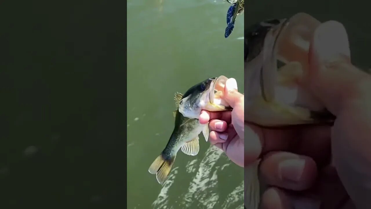 Bass on the jig!
