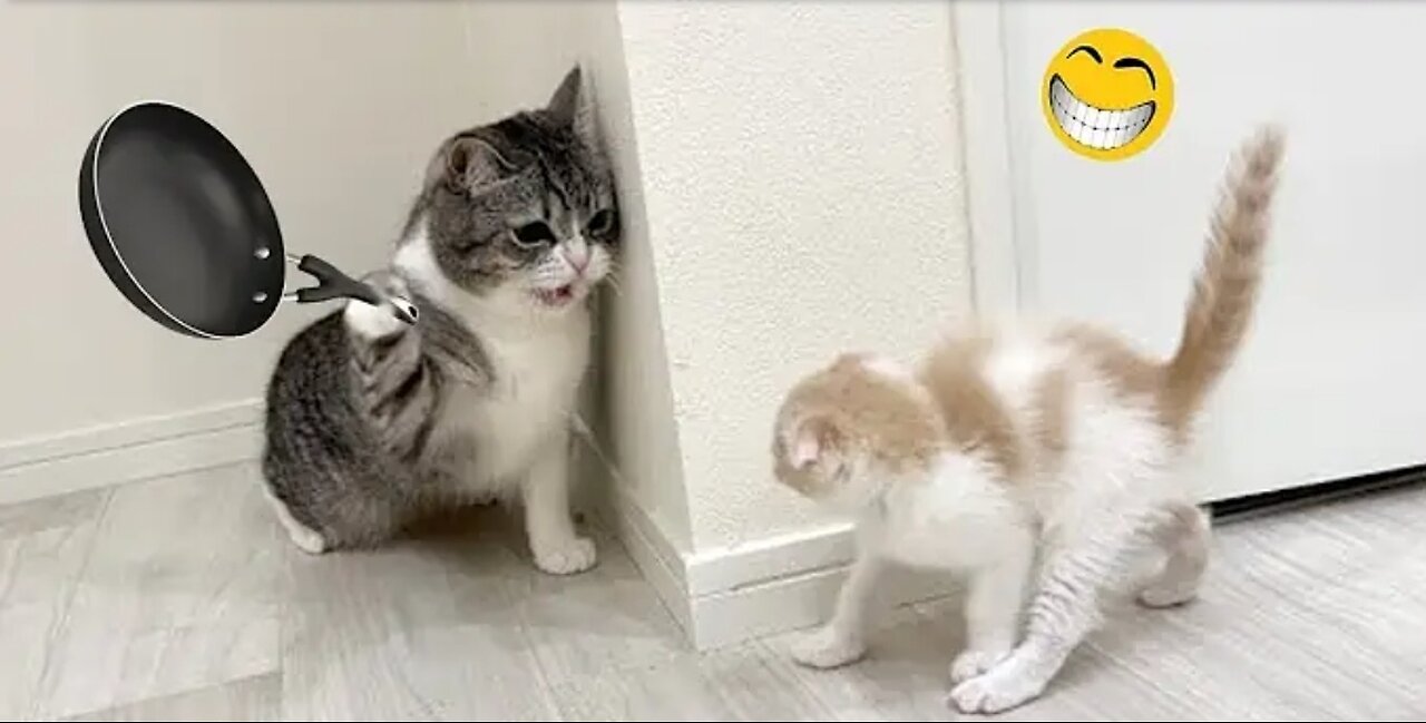 Hilarious Cat and Dog Fails that Will Make Your Day!"😅🤣🤣😅