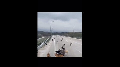 This man takes care of a pack of dogs