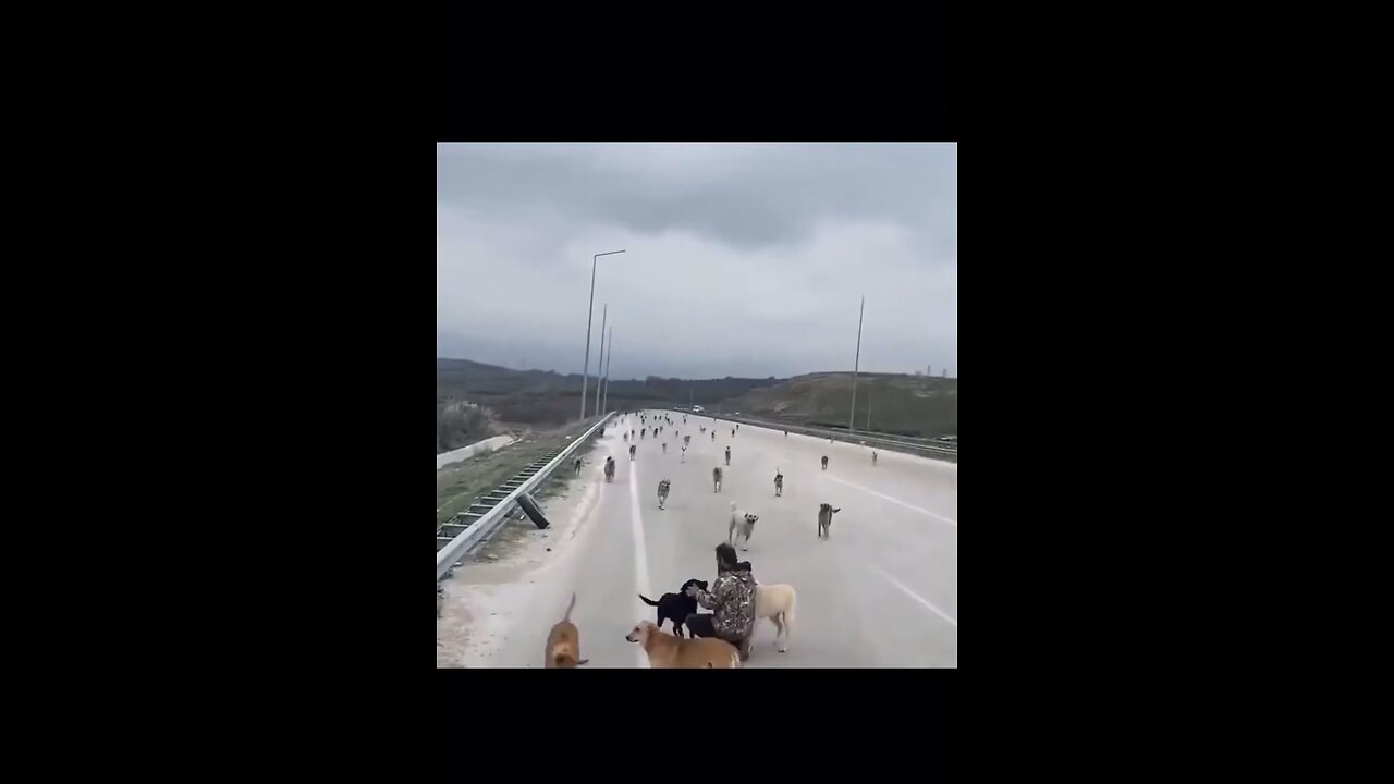 This man takes care of a pack of dogs