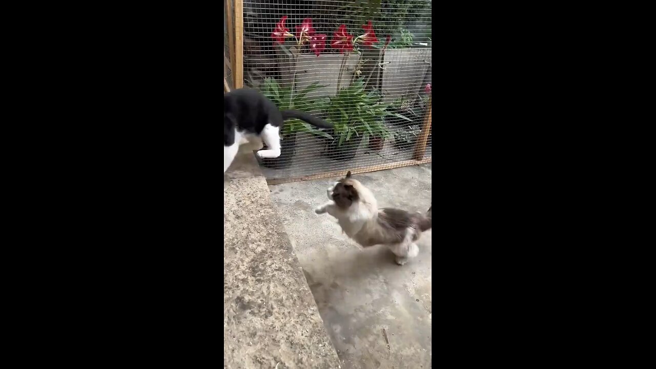 Hilarious Cat Comedy Compilation
