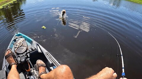 More Topwater Toad Action