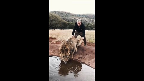 Scaring a Lion Shorts