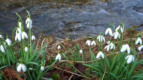 "Snowdrops: Winter’s Farewell Blooms"