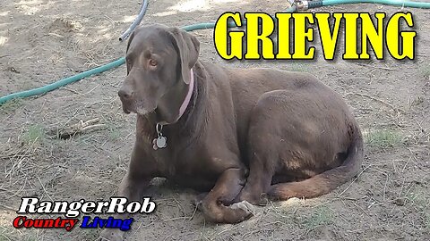 "Heartbroken: Saying Goodbye to Our Beloved Chocolate Lab Cider"