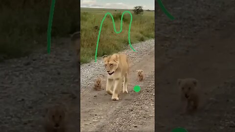 baby lion mom like mountain #feedshorts #shorts