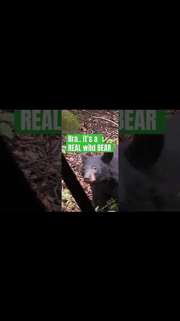 Be careful in dem mountains! IT CAN GET REAL #Get2Steppin W/ S2 🐻🦖