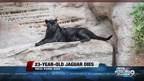 Reid Park Zoo announces 23-year-old Jaguar was euthanized due to age-related health issues