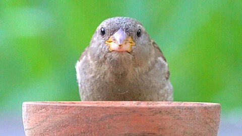 "What Are You Looking At Human? This Is MY Bowl Now!" Chirping House Sparrows