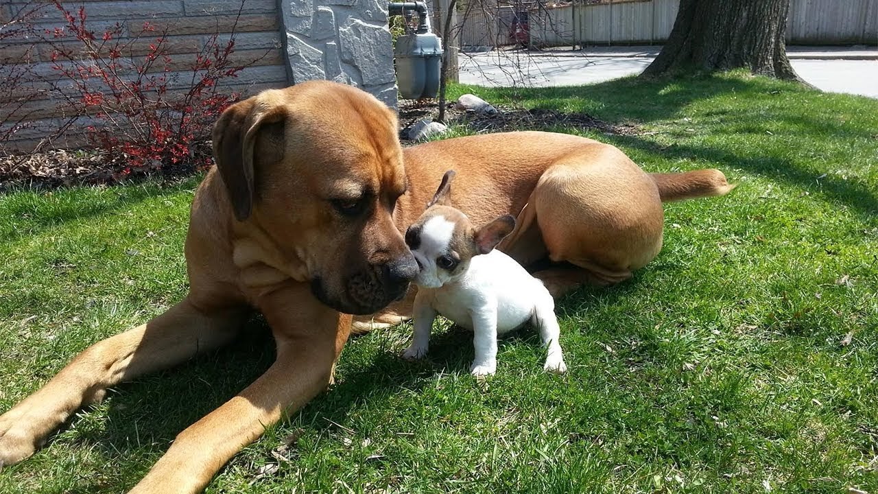 Big Dogs Playing with Cute Puppies Compilation