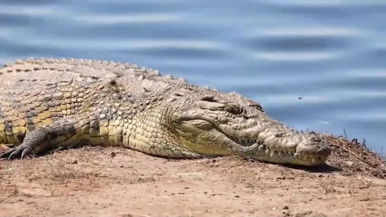 BOTSWANA TRAVEL DOCUMENTARY 4x4 Safari Road Trip feat !! 1