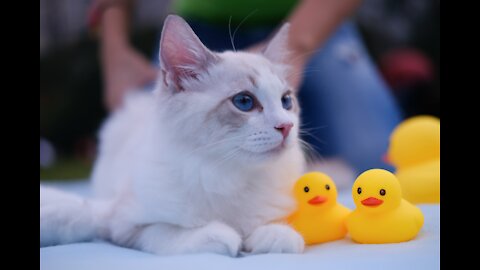 OMG So Charming Felines, Best interesting feline recordings 2021. (Funny Animals #269)