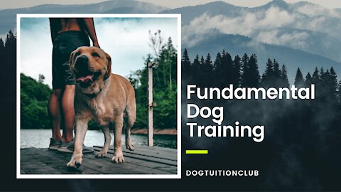 Fundamental Dog Training – Commands Every Dog Should Know!