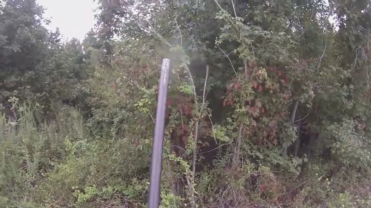 SC Deer Hunting W/Dogs 2022 Bad Day To Be A Buck!!-7